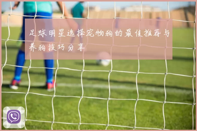 足球明星选择宠物狗的最佳推荐与养狗技巧分享